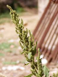 Image result for Chenopodium ambrosioides