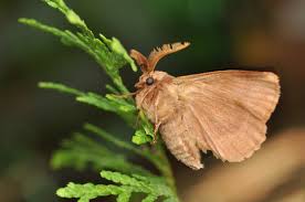 Attēlu rezultāti vaicājumam “Lasiocampa trifolii male”