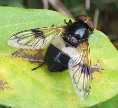 Attēlu rezultāti vaicājumam “Volucella pellucens”