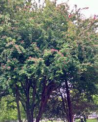 Attēlu rezultāti vaicājumam “Crataegus laevigata”