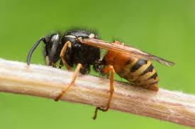 Attēlu rezultāti vaicājumam “Vespula rufa”