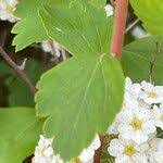 Attēlu rezultāti vaicājumam “Spiraea chamaedryfolia flower”
