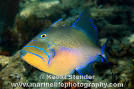 Image result for Balistes vetula