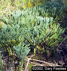 Attēlu rezultāti vaicājumam “Diphasiastrum tristachyum”