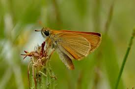 Attēlu rezultāti vaicājumam “Thymelicus sylvestris underside”