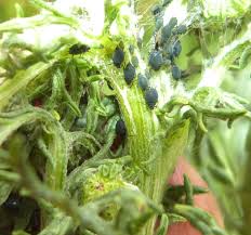 Attēlu rezultāti vaicājumam “Aphis jacobaeae”