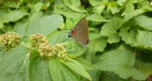 Attēlu rezultāti vaicājumam “Theclinae”