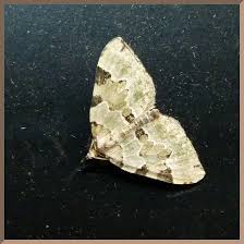 Attēlu rezultāti vaicājumam “Colostygia pectinataria male”