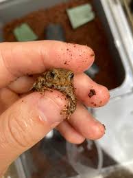 Attēlu rezultāti vaicājumam “Bufo bufo juvenile”