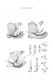 Attēlu rezultāti vaicājumam “Lamprotettix nitidulus”
