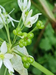 Attēlu rezultāti vaicājumam “Allium ursinum fruit”