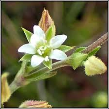 Attēlu rezultāti vaicājumam “Arenaria serpyllifolia flower”