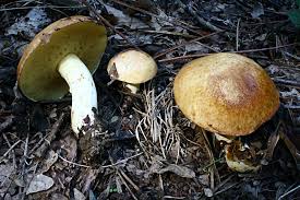 Attēlu rezultāti vaicājumam “Suillus granulatus”