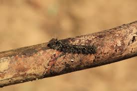 Attēlu rezultāti vaicājumam “Lymantria monacha”