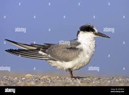 Image result for Sterna forsteri