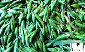 Attēlu rezultāti vaicājumam “Avena sativa fruit”