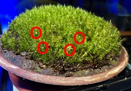 Attēlu rezultāti vaicājumam “Dicranum scoparium sporophyte”