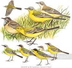 Attēlu rezultāti vaicājumam “Motacilla flava flava adult”