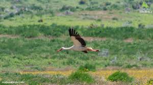 Attēlu rezultāti vaicājumam “Ciconia ciconia”