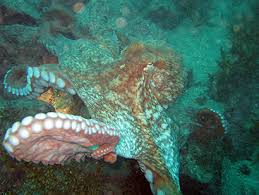 Image result for Enteroctopus dofleini