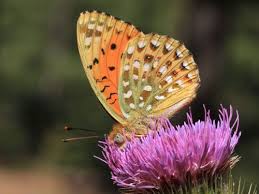 Attēlu rezultāti vaicājumam “Euphydrias aurinia”