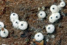 Attēlu rezultāti vaicājumam “Lasiosphaeria ovina”