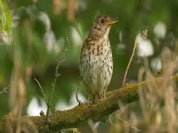 Attēlu rezultāti vaicājumam “Turdus philomelos juvenile”