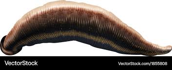 Attēlu rezultāti vaicājumam “Hirudinea”