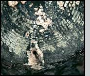 Attēlu rezultāti vaicājumam “Phlebiopsis gigantea”