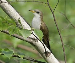 Image result for Coccyzus americanus