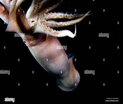 Image result for Dosidicus gigas