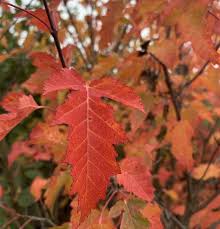 Attēlu rezultāti vaicājumam “Acer tataricum subsp. ginnala”