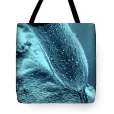 Attēlu rezultāti vaicājumam “Craterium minutum”