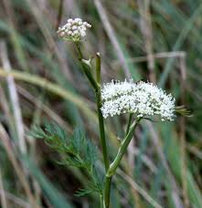 Attēlu rezultāti vaicājumam “Selinum carvifolia”