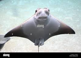 Image result for Rhinoptera bonasus