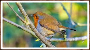 Attēlu rezultāti vaicājumam “Erithacus rubecula adult”