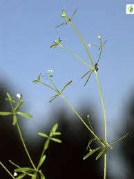 Attēlu rezultāti vaicājumam “Galium trifidum”