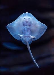 Image result for Raja clavata