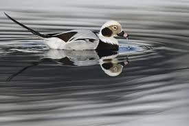 Attēlu rezultāti vaicājumam “Clangula hyemalis male”