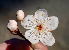 Attēlu rezultāti vaicājumam “Prunus cerasifera var. divaricata flower”