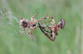 Attēlu rezultāti vaicājumam “Larinioides cornutus male”