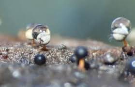 Attēlu rezultāti vaicājumam “Physarum psittacinum young”