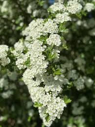 Attēlu rezultāti vaicājumam “Crataegus submollis flower”