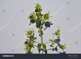 Attēlu rezultāti vaicājumam “Silene baccifera leaf”