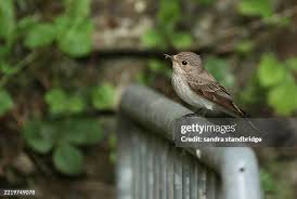 Attēlu rezultāti vaicājumam “Muscicapa striata nest”