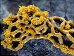 Attēlu rezultāti vaicājumam “Diachea leucopodia young”