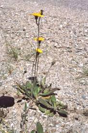 Attēlu rezultāti vaicājumam “Hieracium vulgatum leaf”