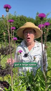 Attēlu rezultāti vaicājumam “Cirsium heterophyllum”