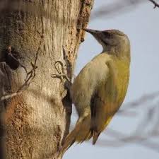 Attēlu rezultāti vaicājumam “Picus canus female”