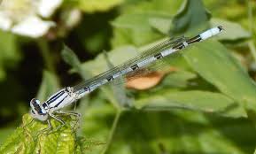 Attēlu rezultāti vaicājumam “Enallagma cyathigerum male”